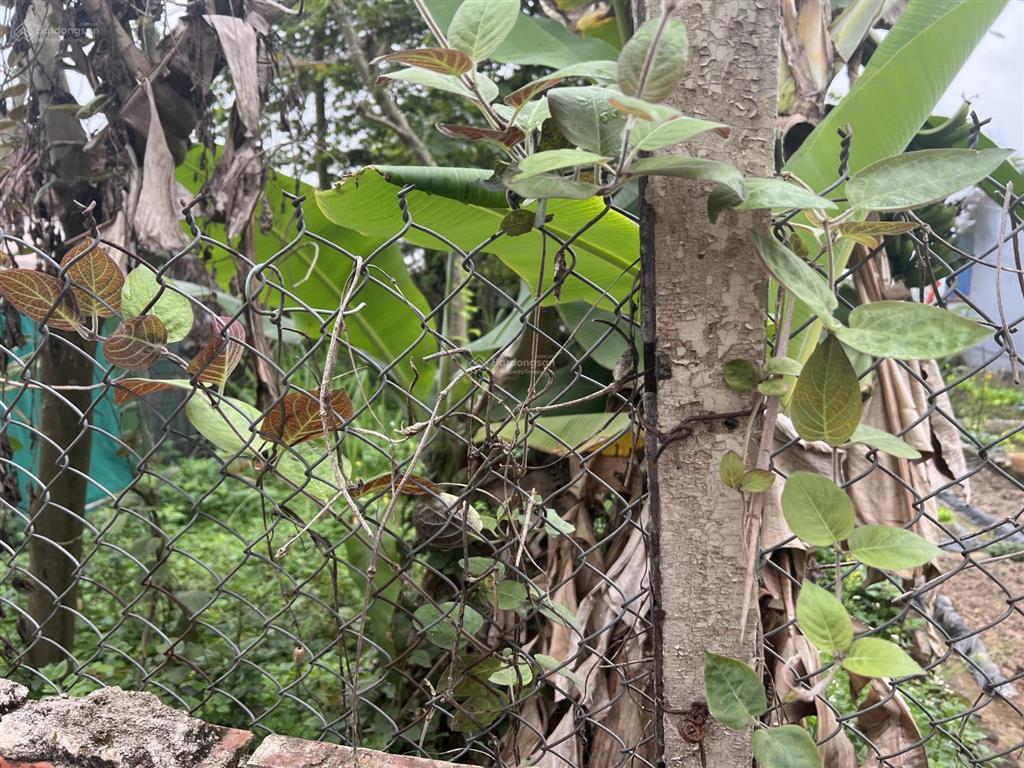 Bán đất chính chủ, 50m², ngõ oto thông, cách trục chính 10m, cách bìa làng 50m (gần kcn)