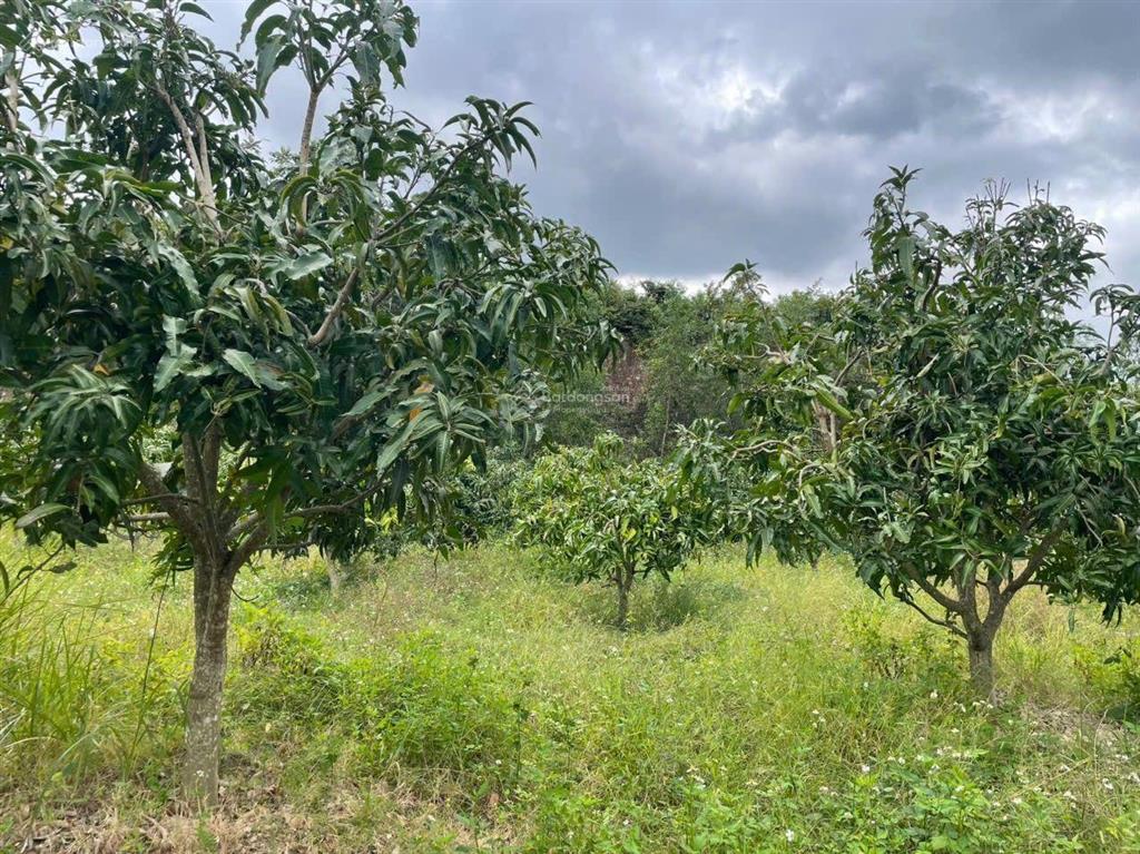 Vườn xoài suối hiệp, khánh hòa gần 5000m2 view rất đẹp, ngay kcn suối hiệp. giá chỉ 1 tỷ 9