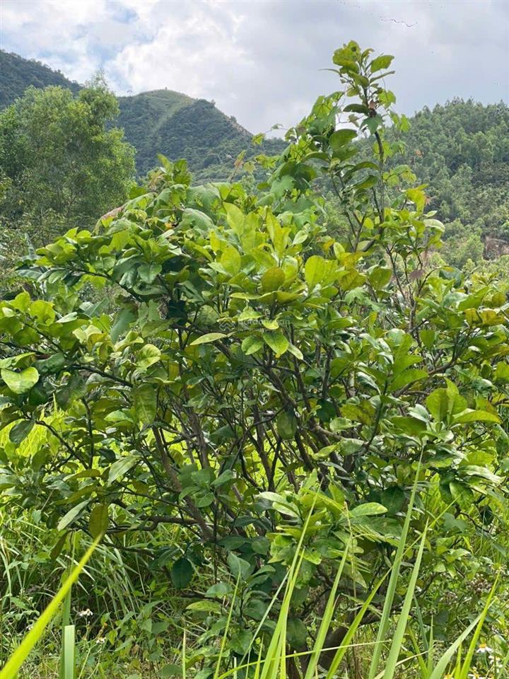 Vườn xoài suối hiệp, khánh hòa gần 5000m2 view rất đẹp, ngay kcn suối hiệp. giá chỉ 1 tỷ 9