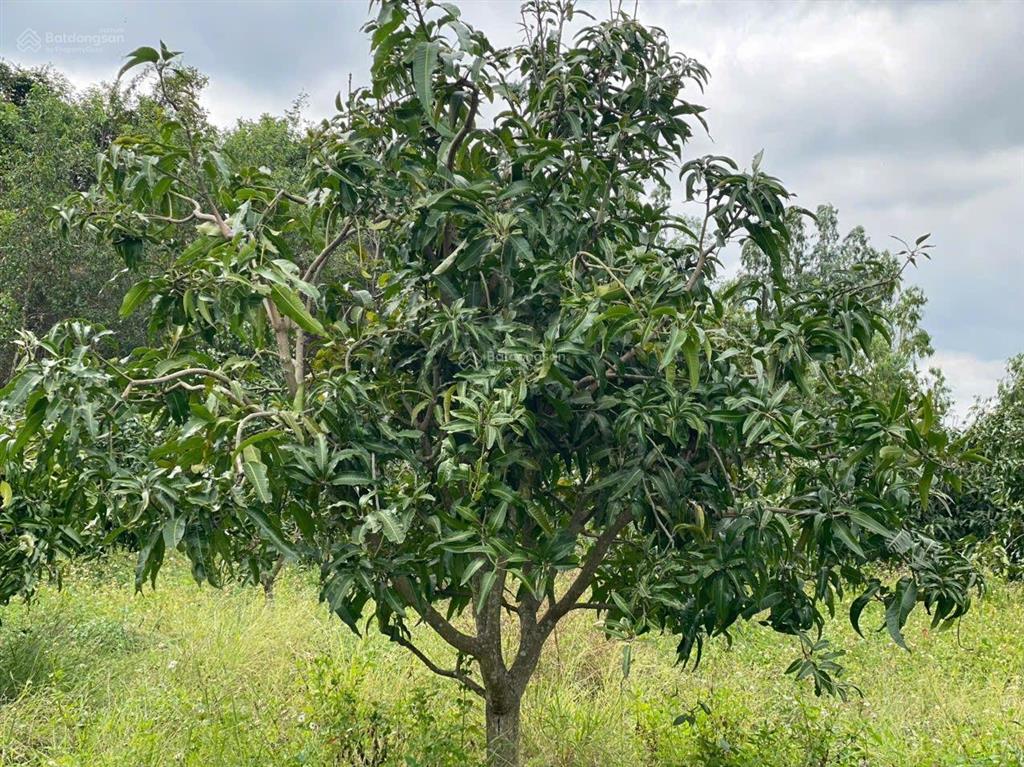 Vườn xoài suối hiệp, khánh hòa gần 5000m2 view rất đẹp, ngay kcn suối hiệp. giá chỉ 1 tỷ 9