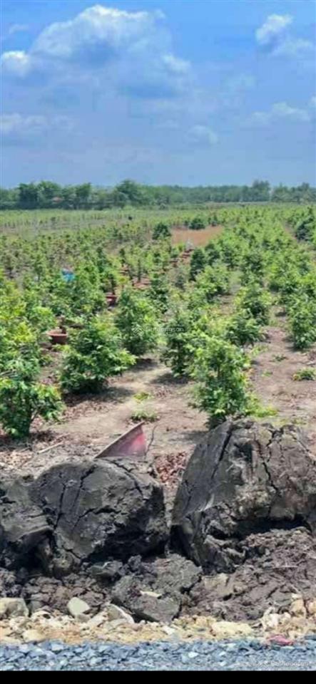 Kẹt cần bán nhanh đất sổ riêng 1000m thuộc bình chánh tphcm giá rẻ 2.8 tỷ  ngay 0902 081 ***