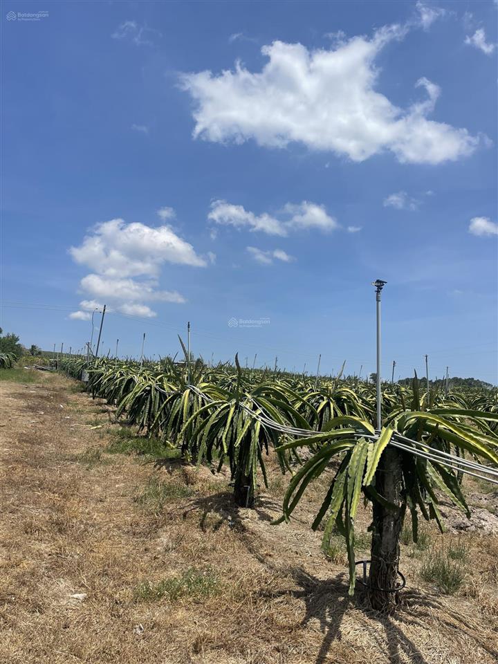Bán đất vườn trồng thanh long, ở xã hàm cần, 820 triệu, 60000m2