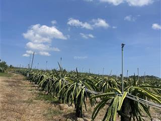 Bán đất vườn trồng thanh long, ở xã hàm cần, 820 triệu, 60000 m2