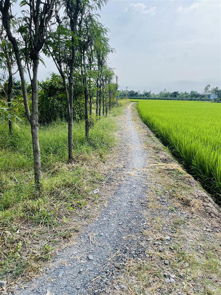Nền đẹp 1600m2, đường ô tô tới đất