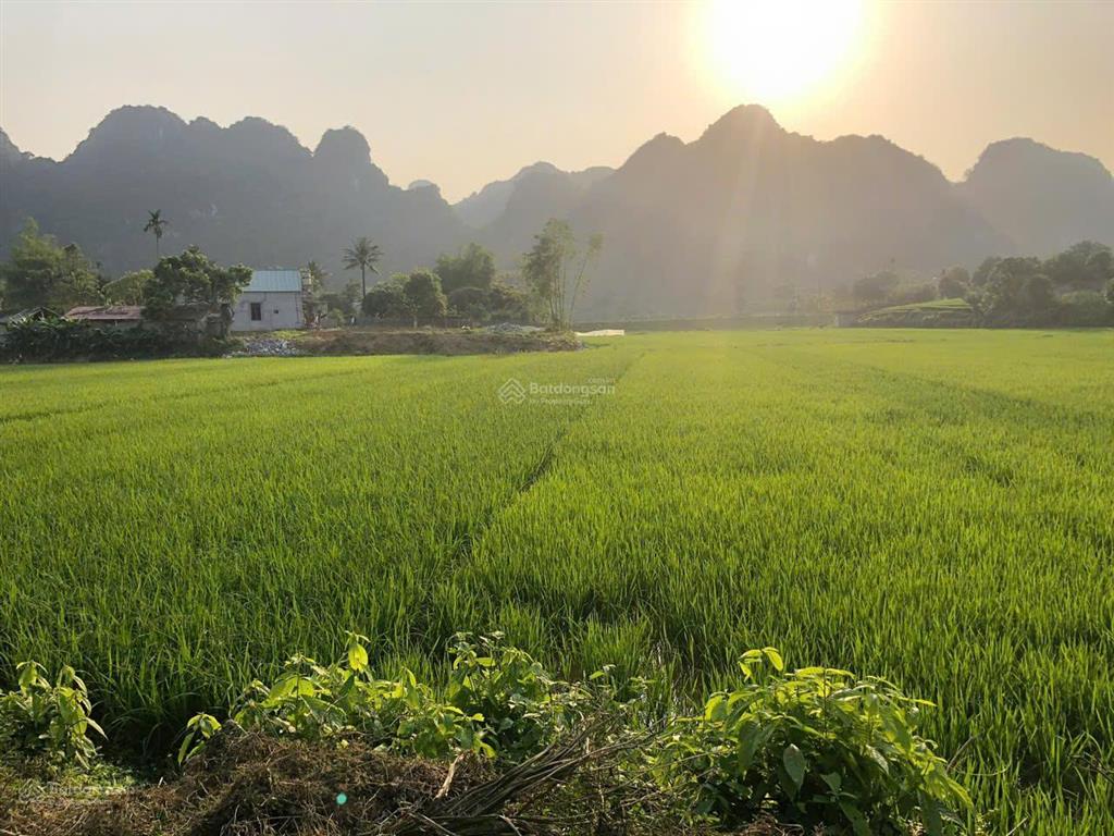 Bán đất thổ cư chính chủ thôn bót, xã phú thành, huyện lạc thủy, hòa bình
