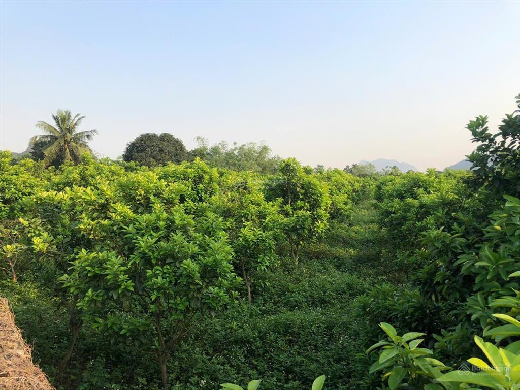 Bán đất thổ cư chính chủ thôn bót, xã phú thành, huyện lạc thủy, hòa bình.  0359 751 ***