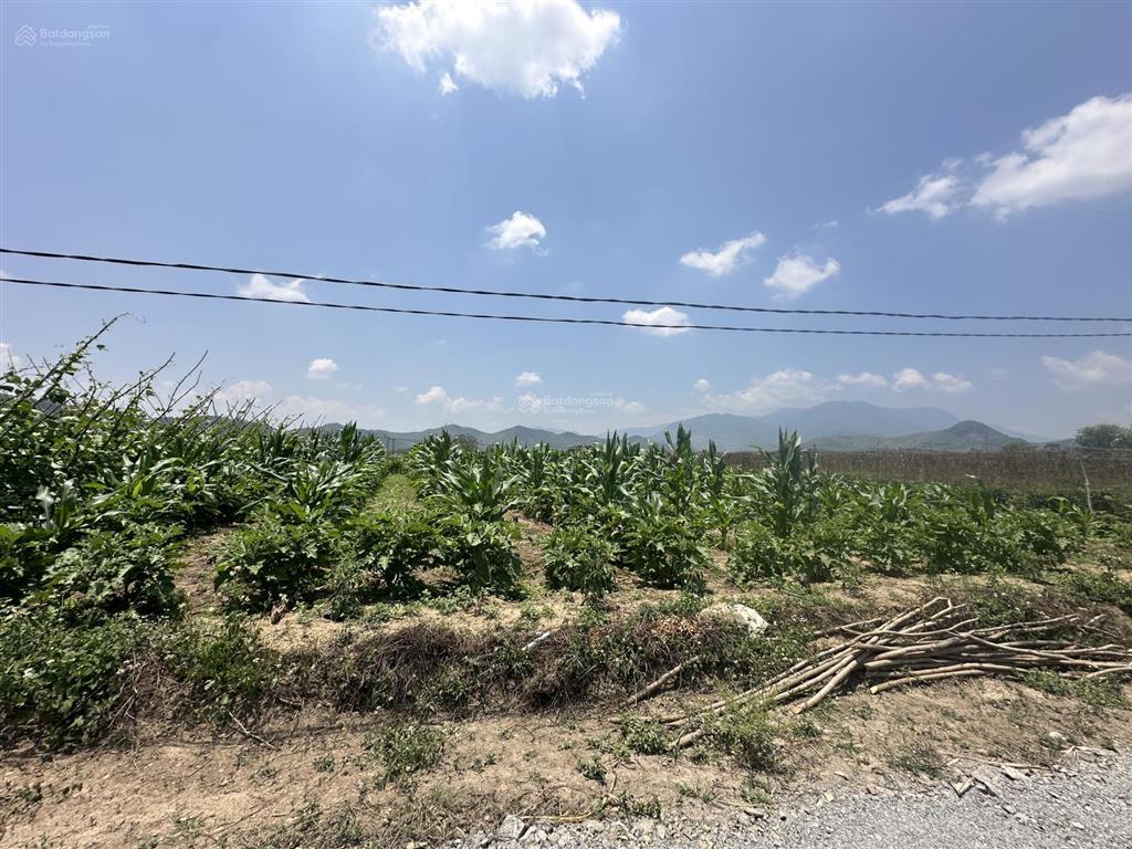 150.000 /m2  2.5ha quanh năm có nước thôn 4, ninh sơn, tx ninh hoà, khánh hoà