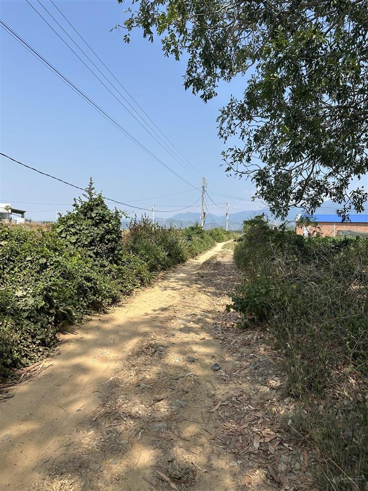150.000 /m2  2.5ha quanh năm có nước thôn 4, ninh sơn, tx ninh hoà, khánh hoà