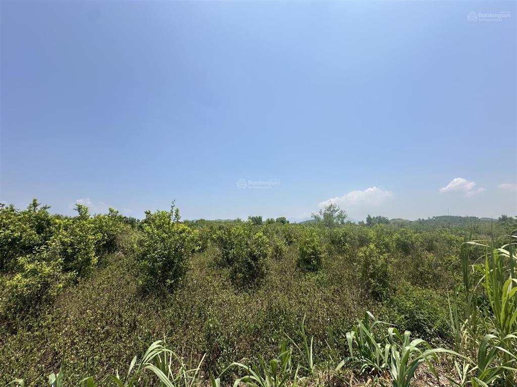 150.000 /m2  2.5ha quanh năm có nước thôn 4, ninh sơn, tx ninh hoà, khánh hoà