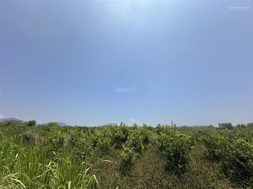 150.000 /m2  2.5ha quanh năm có nước thôn 4, ninh sơn, tx ninh hoà, khánh hoà