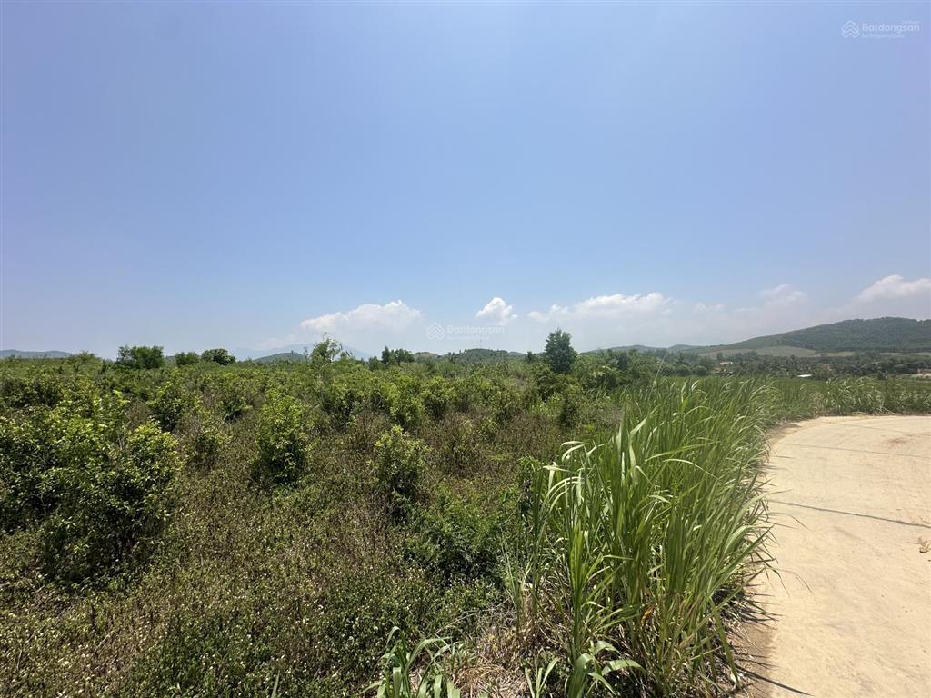 150.000 /m2  2.5ha quanh năm có nước thôn 4, ninh sơn, tx ninh hoà, khánh hoà
