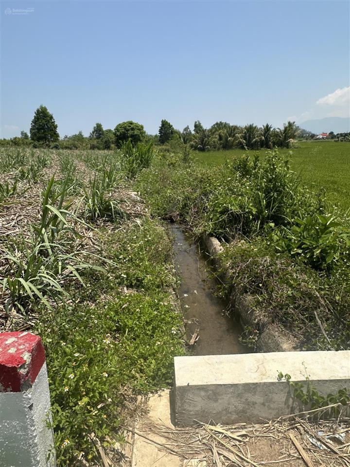 150.000 /m2  2.5ha quanh năm có nước thôn 4, ninh sơn, tx ninh hoà, khánh hoà