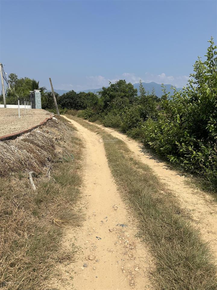150.000 /m2  2.5ha quanh năm có nước thôn 4, ninh sơn, tx ninh hoà, khánh hoà