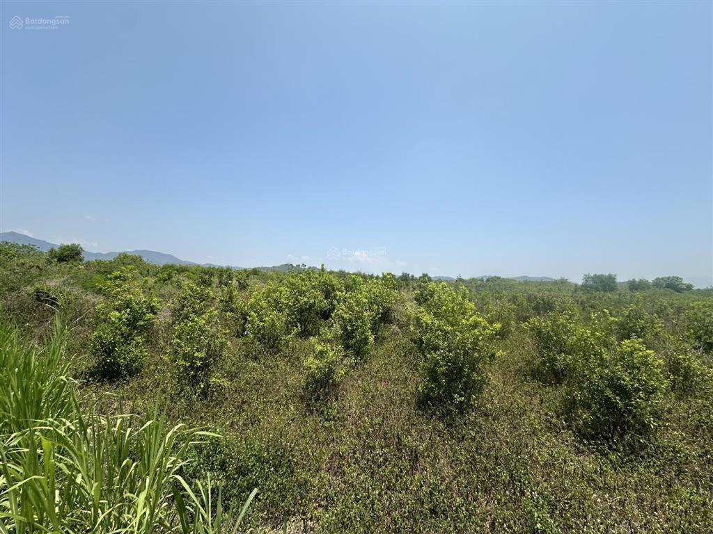 150.000 /m2  2.5ha quanh năm có nước thôn 4, ninh sơn, tx ninh hoà, khánh hoà