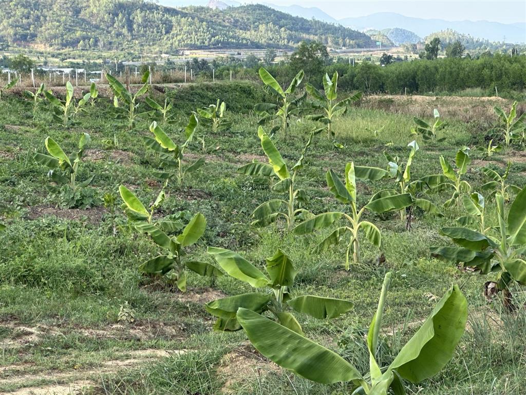 75.000 đ/m2 đất nn làm trang trại  5.5 ha tại bắc ninh hoà sát bên kcn dốc đá trắng, khánh hoà