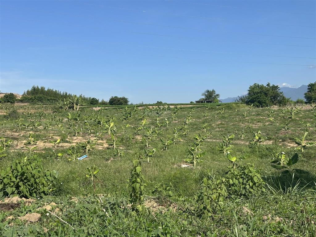 75.000 đ/m2 đất nn làm trang trại  5.5 ha tại bắc ninh hoà sát bên kcn dốc đá trắng, khánh hoà