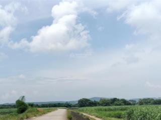 Chỉ 250 triệu đồng sở hữu lô đất ruộng 2421m2 tại xã kim tân,thạch thành,thanh hoá(0979 532 ***)