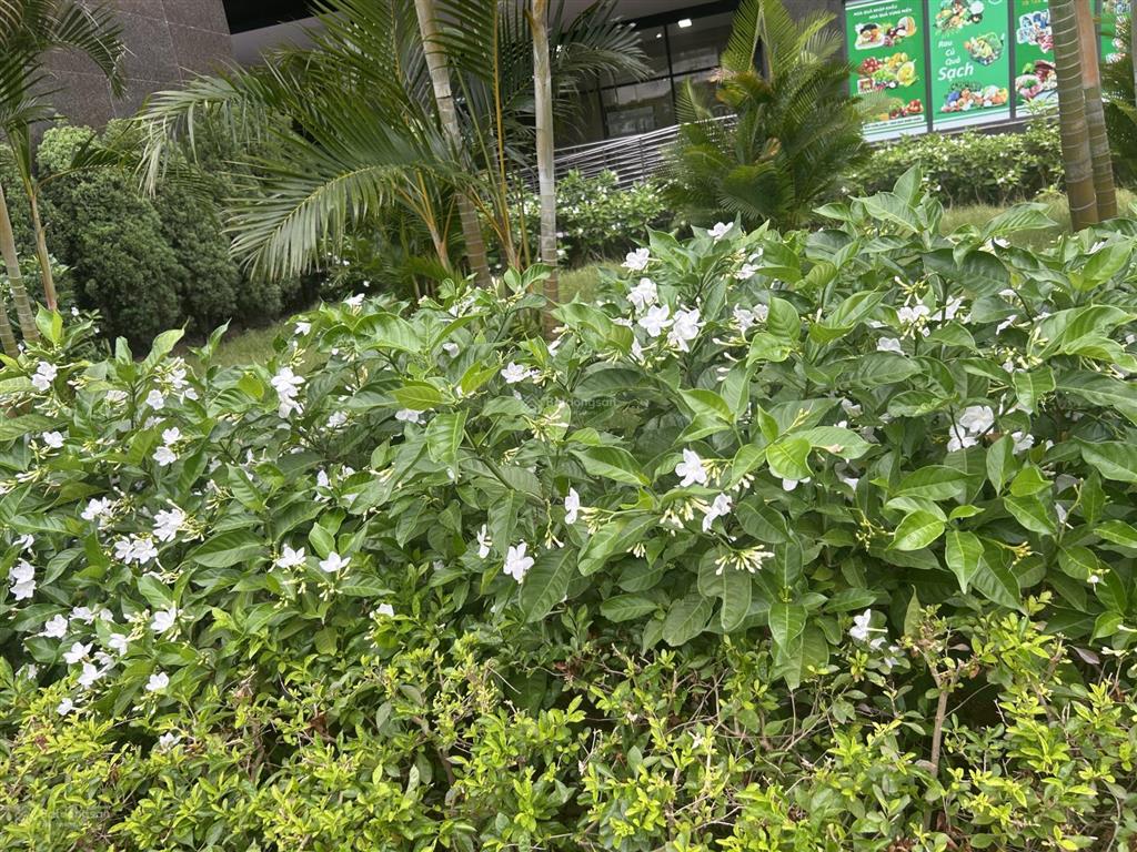 Lacasta văn phú s86m giá cực tốt
