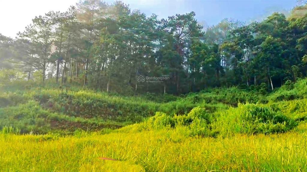 View bốn bề đồi thông  phù hợp ont hiệp an, đức trọng ]  ô tô bê tông vào tận nơi giá  7,050 tỷ