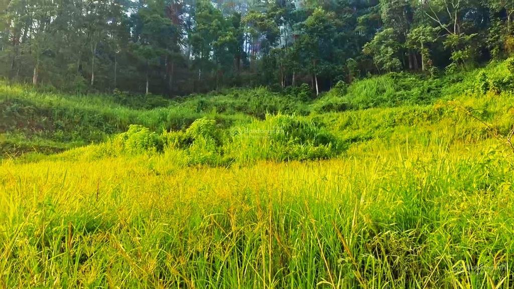 View bốn bề đồi thông  phù hợp ont hiệp an, đức trọng ]  ô tô bê tông vào tận nơi giá  7,050 tỷ