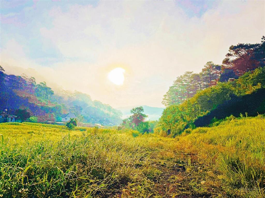 View bốn bề đồi thông  phù hợp ont hiệp an, đức trọng ]  ô tô bê tông vào tận nơi giá  7,050 tỷ