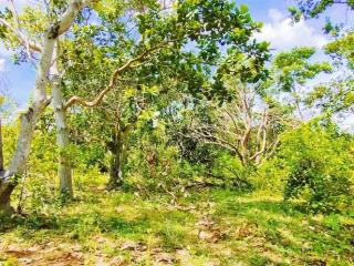 Đất vườn 2000m2 ba ngòi  tp. cam ranh (sơn long). giá 1 tỷ 368 triệu