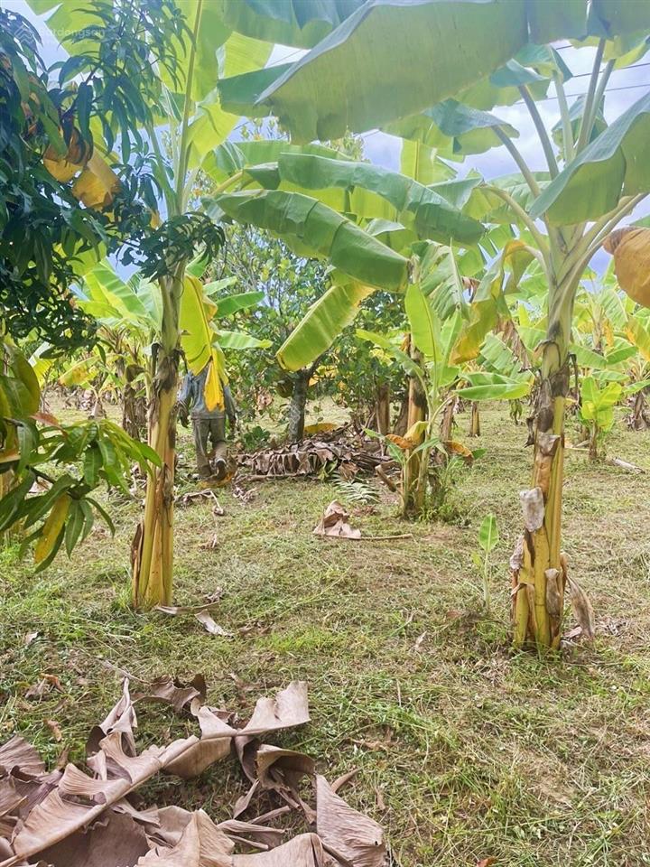 Đất vườn diên thọ quy hoạch hơn 1400m2 đất ở, giá 7,5 tỷ