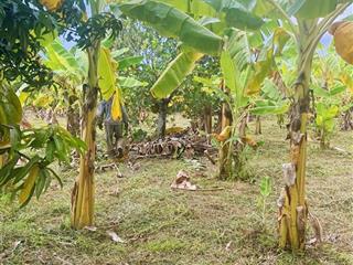 Đất vườn diên thọ  quy hoạch hơn 1400m2 đất ở  giá  7,5 tỷ