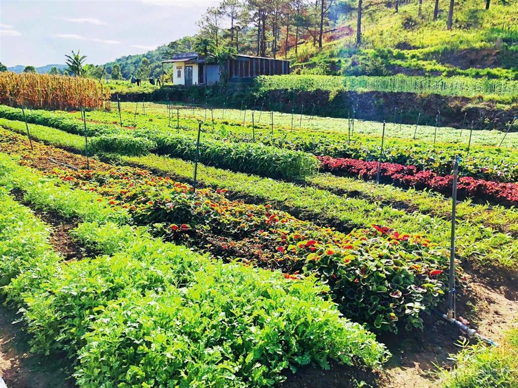 View bốn bề đồi thông, sẵn đất ở xây nhà ổn áp, hiệp an, đức trọng. giá 9,5 tỷ
