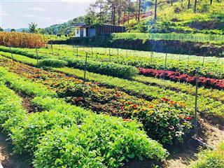 View bốn bề đồi thông, sẵn đất ở xây nhà ổn áp, hiệp an, đức trọng. giá 9,5 tỷ