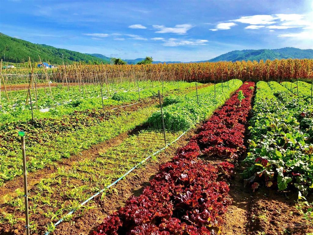 View bốn bề đồi thông, sẵn đất ở xây nhà ổn áp, hiệp an, đức trọng. giá 9,5 tỷ