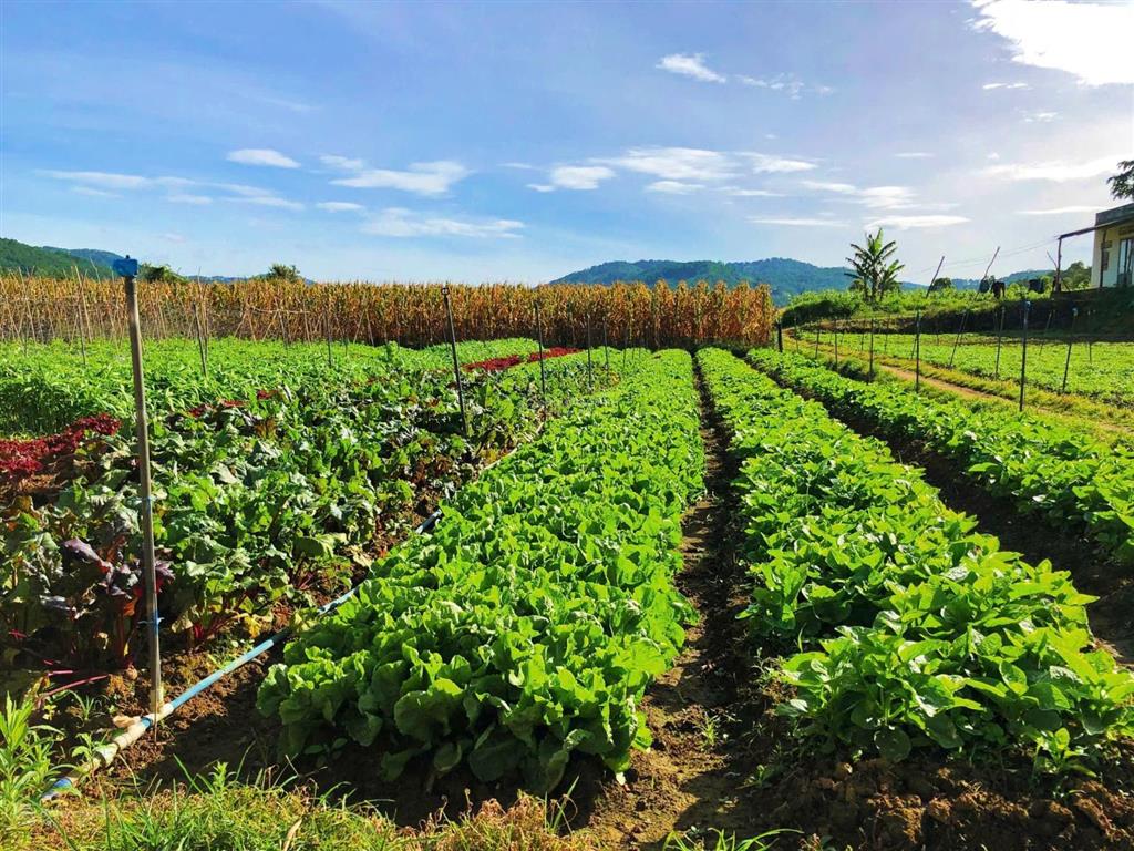 View bốn bề đồi thông, sẵn đất ở xây nhà ổn áp, hiệp an, đức trọng. giá 9,5 tỷ