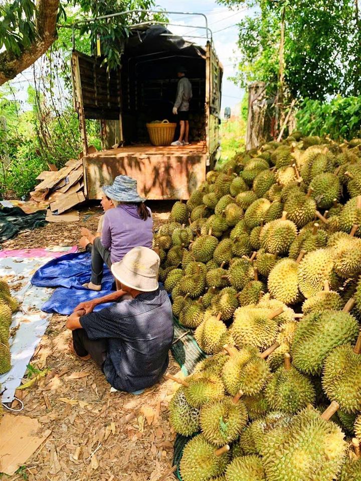 Vườn sầu riêng sông cầu khánh vĩnh, 15 đến 20 tấn thu hoạch đều đặn. giá 5,4 tỷ
