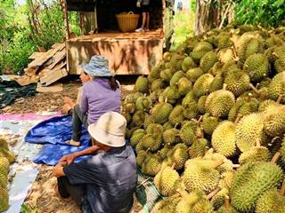 Vườn sầu riêng sông cầu khánh vĩnh, 15 đến 20 tấn thu hoạch đều đặn. giá 5,4 tỷ