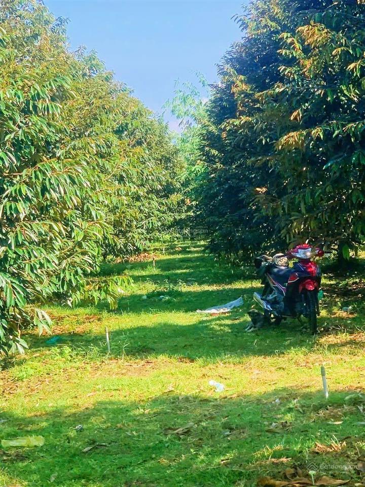 Vườn sầu riêng sông cầu khánh vĩnh, 15 đến 20 tấn thu hoạch đều đặn. giá 5,4 tỷ