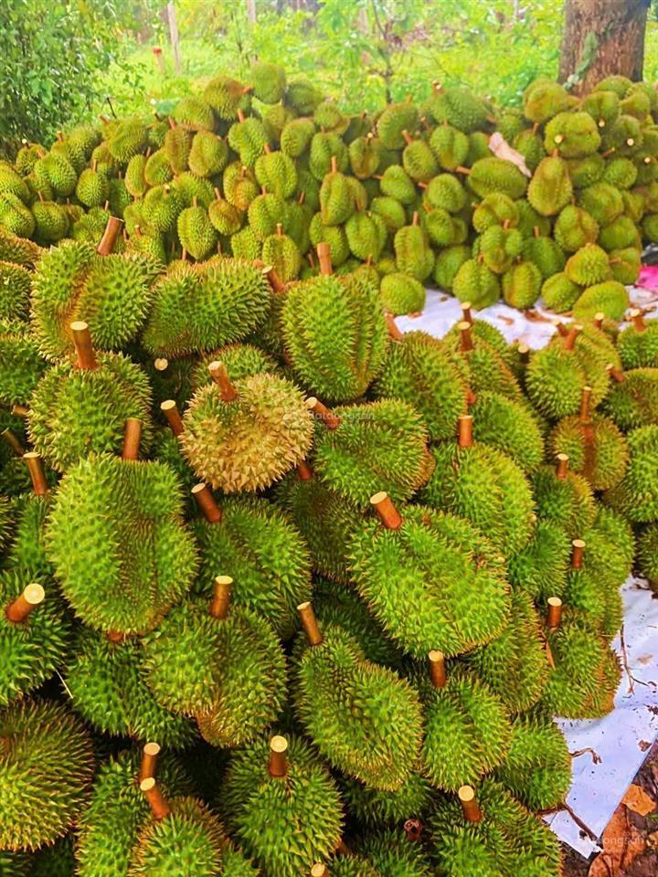 Vườn sầu riêng sông cầu khánh vĩnh, 15 đến 20 tấn thu hoạch đều đặn. giá 5,4 tỷ