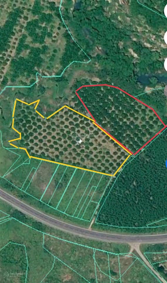 Vườn sầu riêng sông cầu khánh vĩnh, 15 đến 20 tấn thu hoạch đều đặn. giá 5,4 tỷ