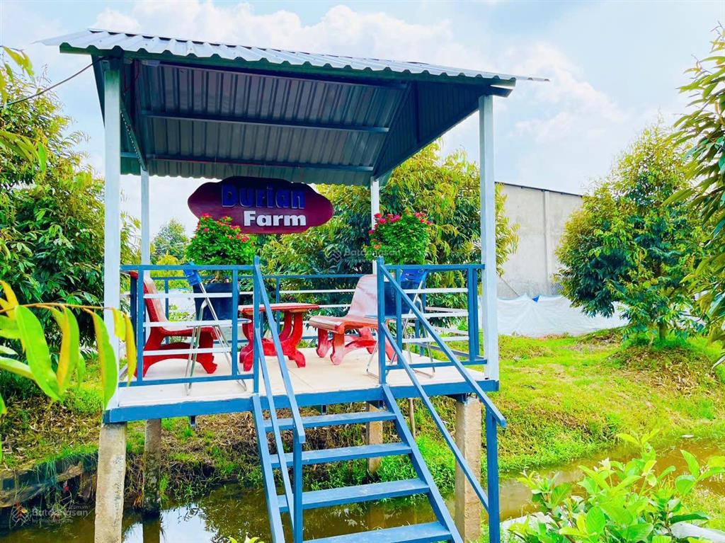 Bán vườn sầu riêng 5 năm tuổi đang làm trái