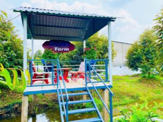 Bán vườn sầu riêng 5 năm tuổi đang làm trái