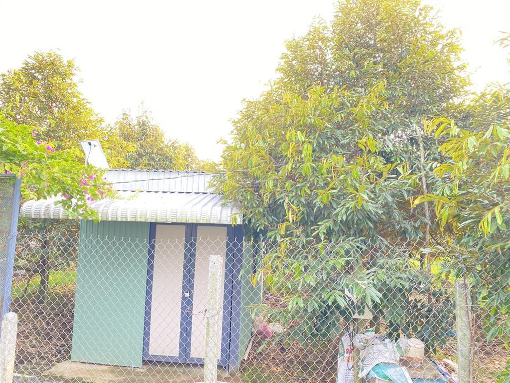 Bán vườn sầu riêng 5 năm tuổi đang làm trái