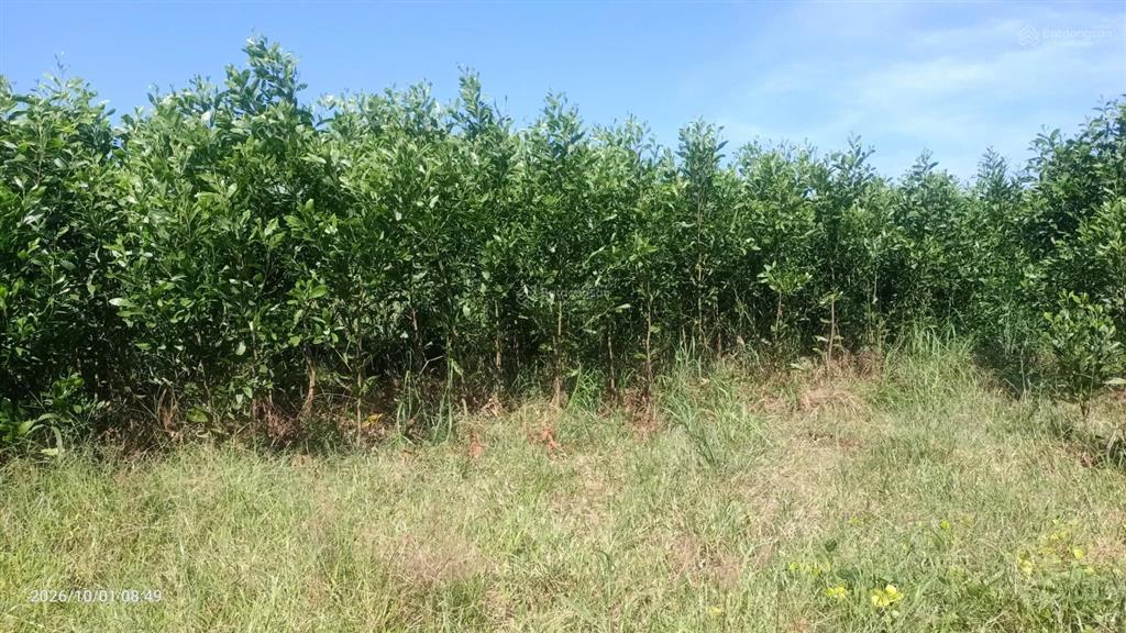 Bán 1ha đất cây hàng năm tại thôn 3 tân phúc (cũ)