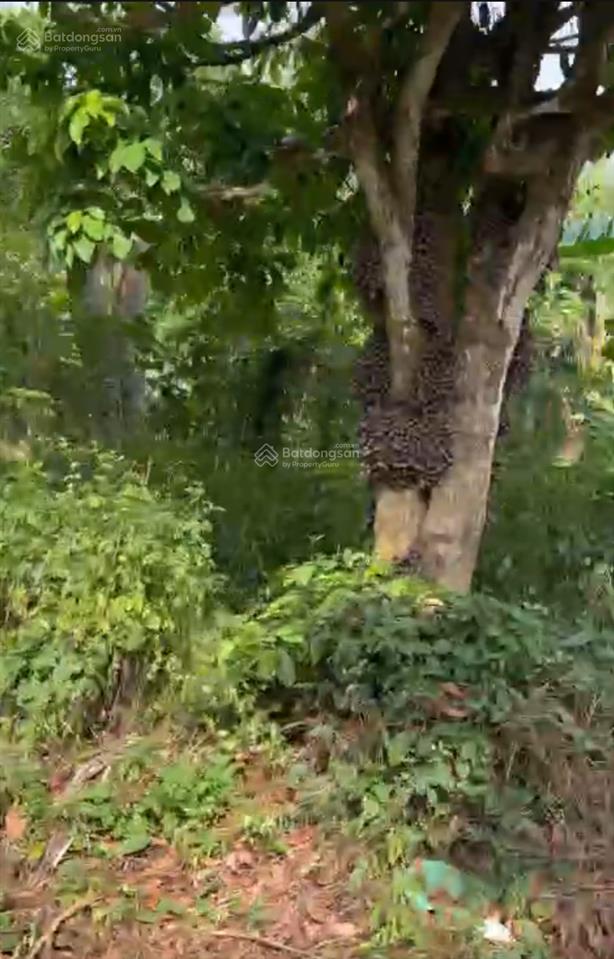 Bán 500m2 đất ở ngay khu vườn đỏ sơn xuân, cao nguyên vân hòa giá 870tr