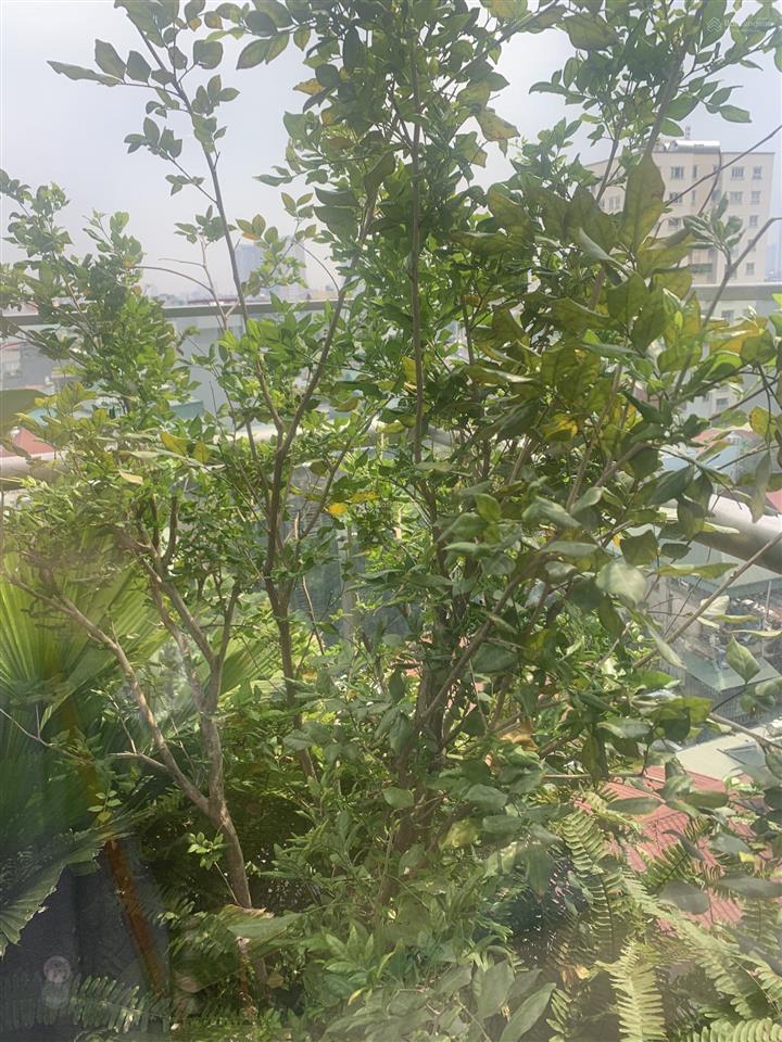 Chuyển nhượng căn 3pn cao cấp rộng 140m2 tại toà green diamond mặt phố 93 láng hạ chỉ 130triệu/m