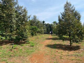 Cần bán 1,5 ha sầu riêng có thu giá rẻ gần quốc lộ 14 tại đăk nông củ