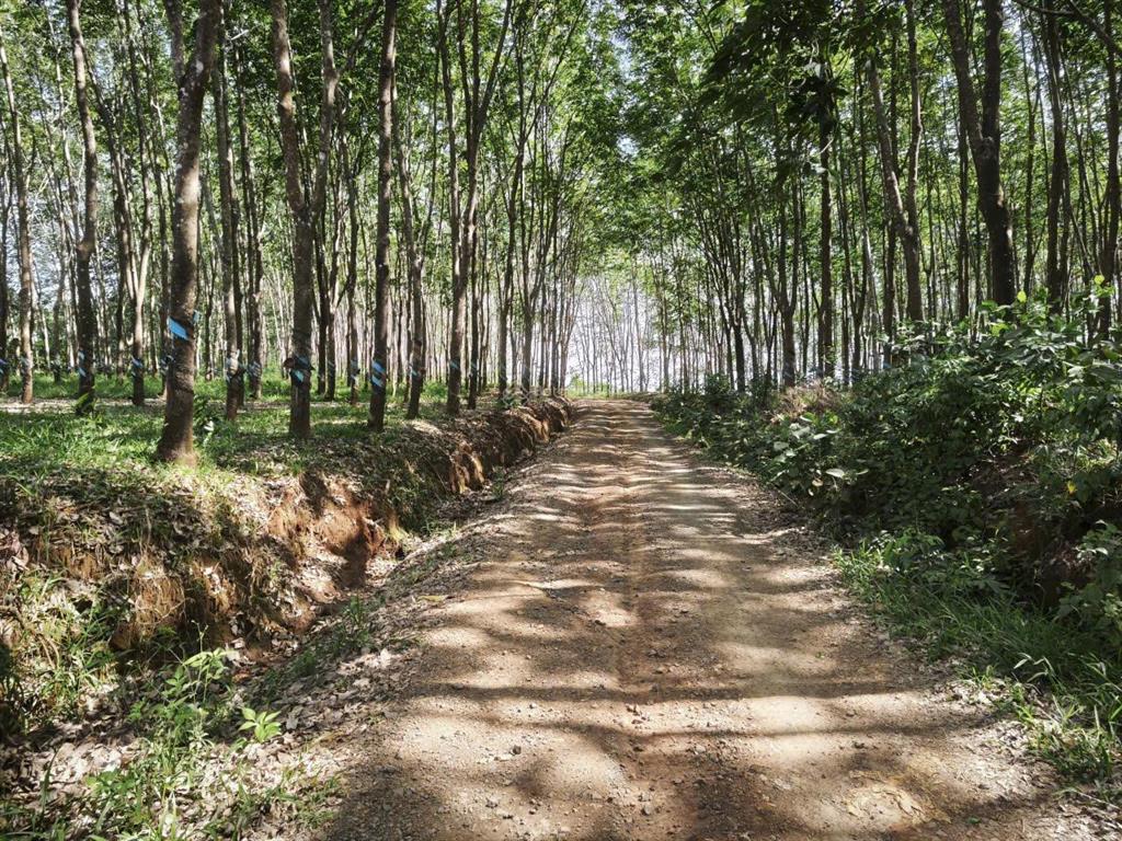 Bán 8ha cao su nguồn thu mạnh tại đăk nông cũ