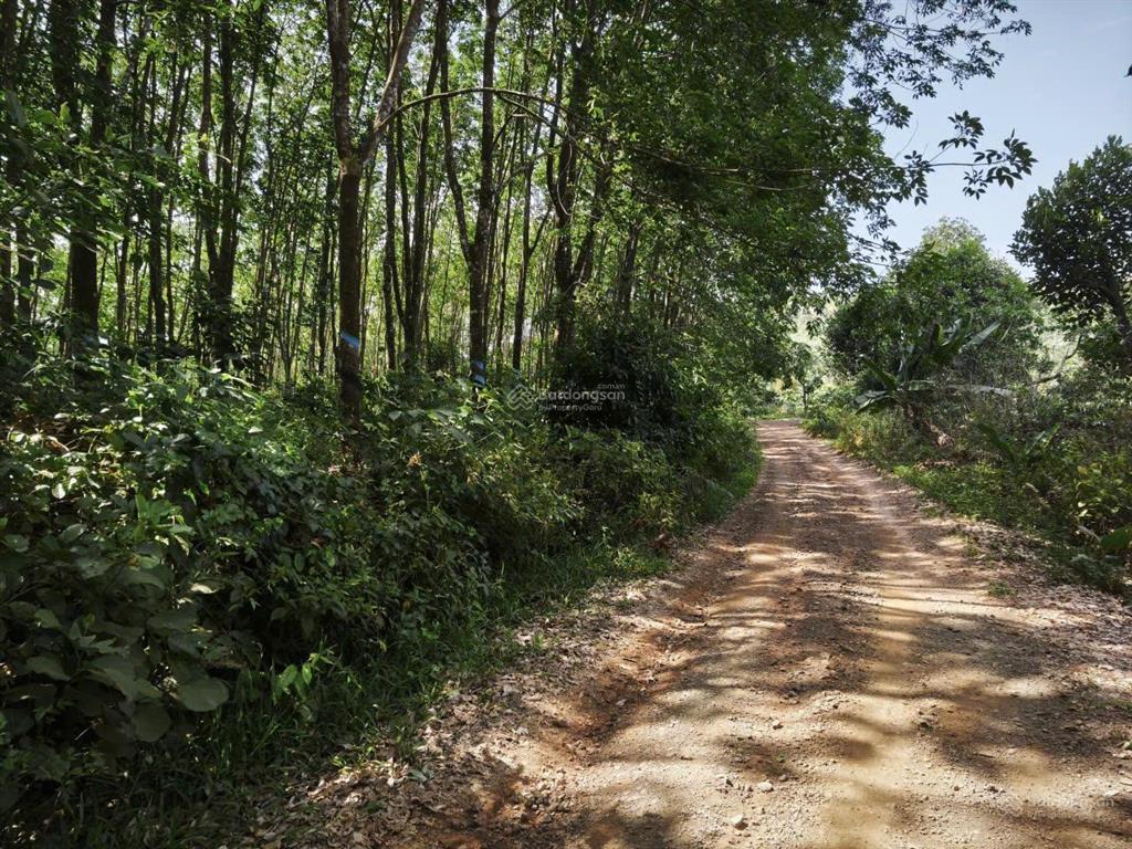 Bán 8ha cao su nguồn thu mạnh tại đăk nông cũ