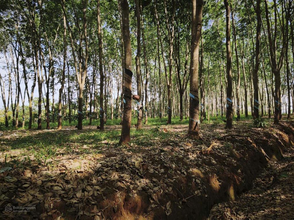 Bán 8ha cao su nguồn thu mạnh tại đăk nông cũ