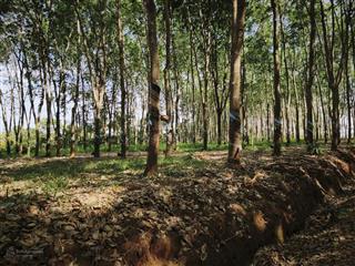 Bán 8ha cao su nguồn thu mạnh tại đăk nông cũ