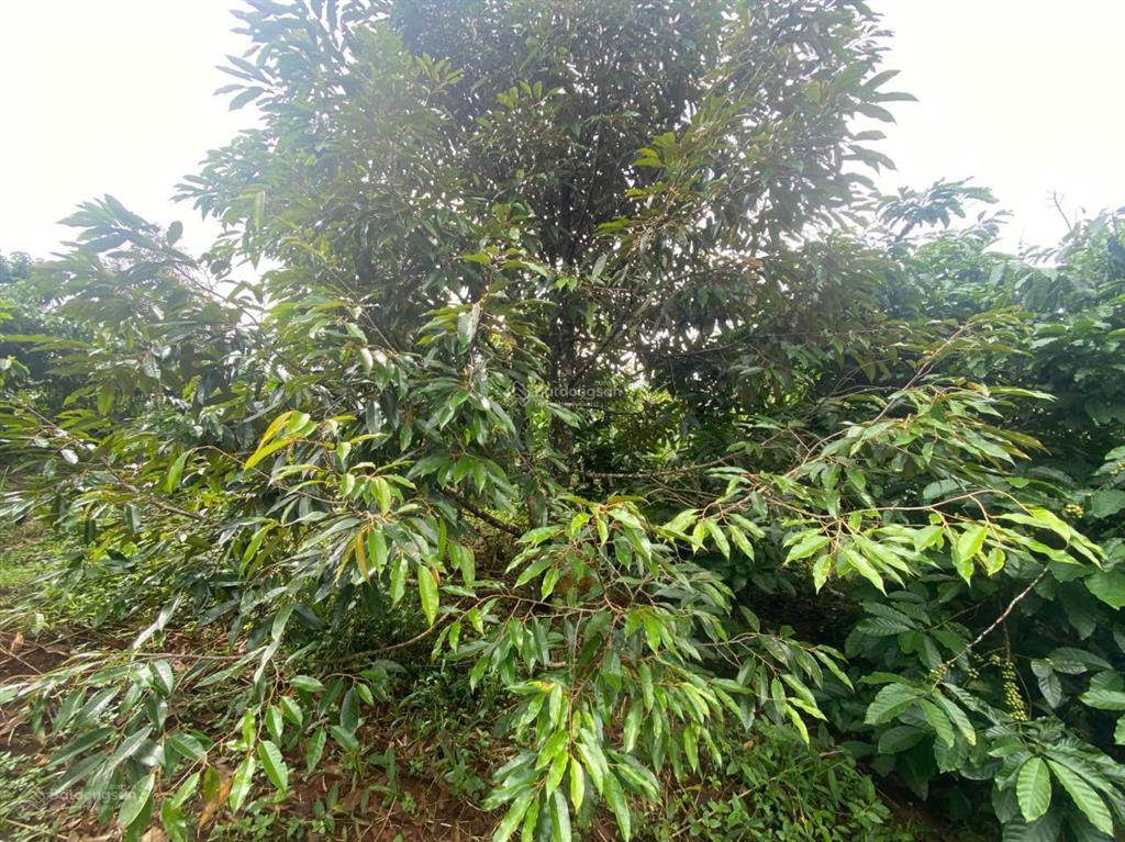 Cần bán 5,3 ha cà phê kinh doanh, đất bằng như sân bay tại đăk nông củ