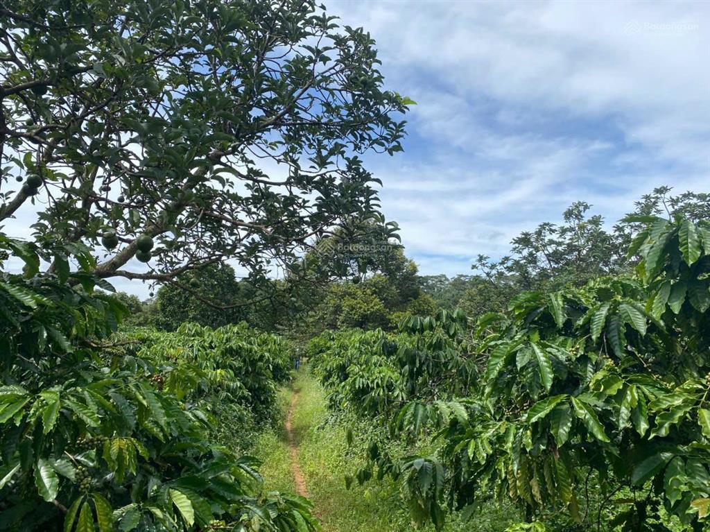 Cần bán 5,3 ha cà phê kinh doanh, đất bằng như sân bay tại đăk nông củ